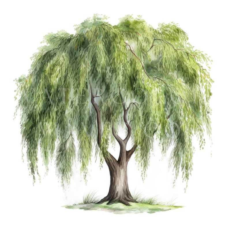 Willow Tree Clipart, Watercolor Floral Jpg Digital Planner#3