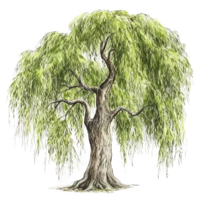 Willow Tree Clipart, Watercolor Floral Jpg Digital Planner#8