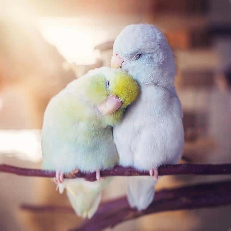 love birds insta dp