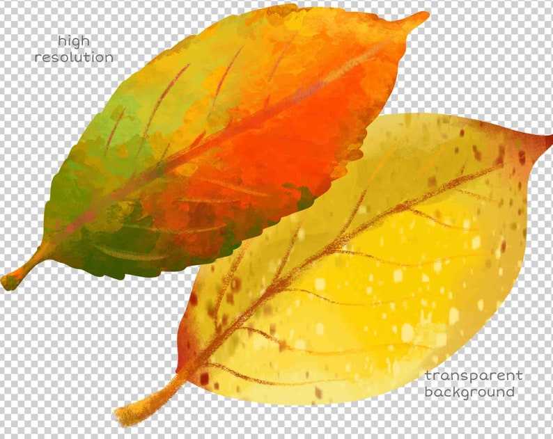 Fall Leaves Svg Clipart Illustrations and Watercolor Autumn Leaf Svg Digital Download#5