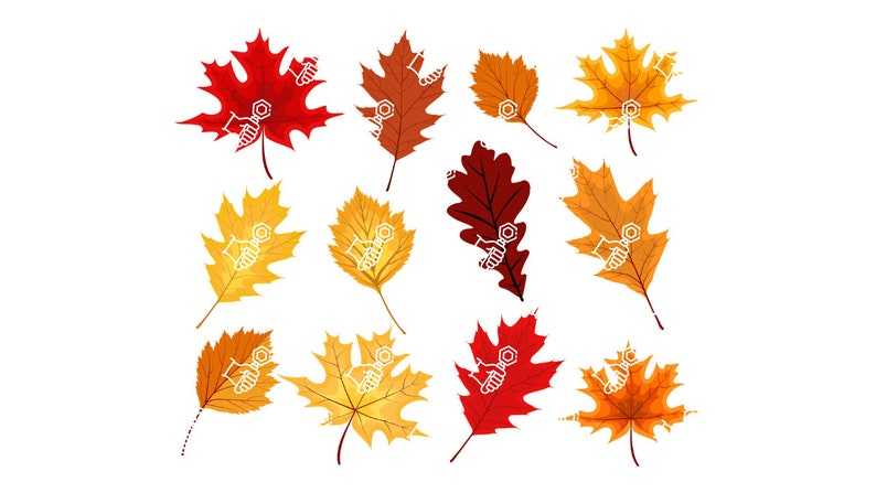 Maple Leaf Bundle Fall Svg Cut Files for Cricut Silhouette Digital Download#3