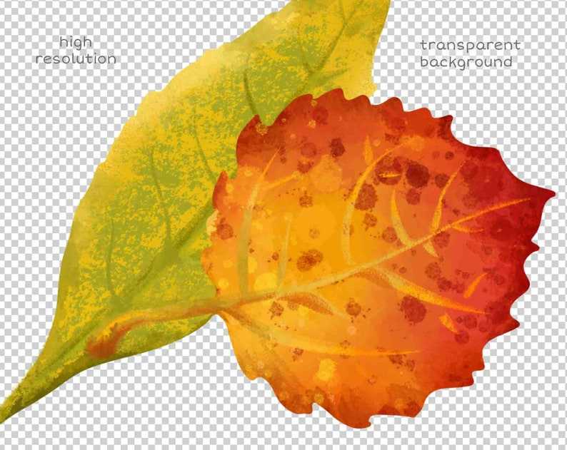 Fall Leaves Svg Clipart Illustrations and Watercolor Autumn Leaf Svg Digital Download#7