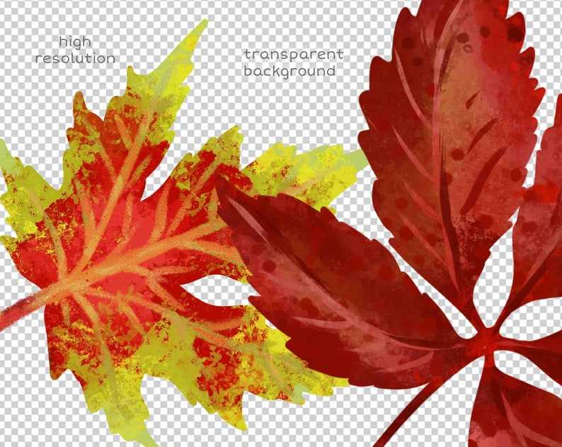 Fall Leaves Svg Clipart Illustrations and Watercolor Autumn Leaf Svg Digital Download#6