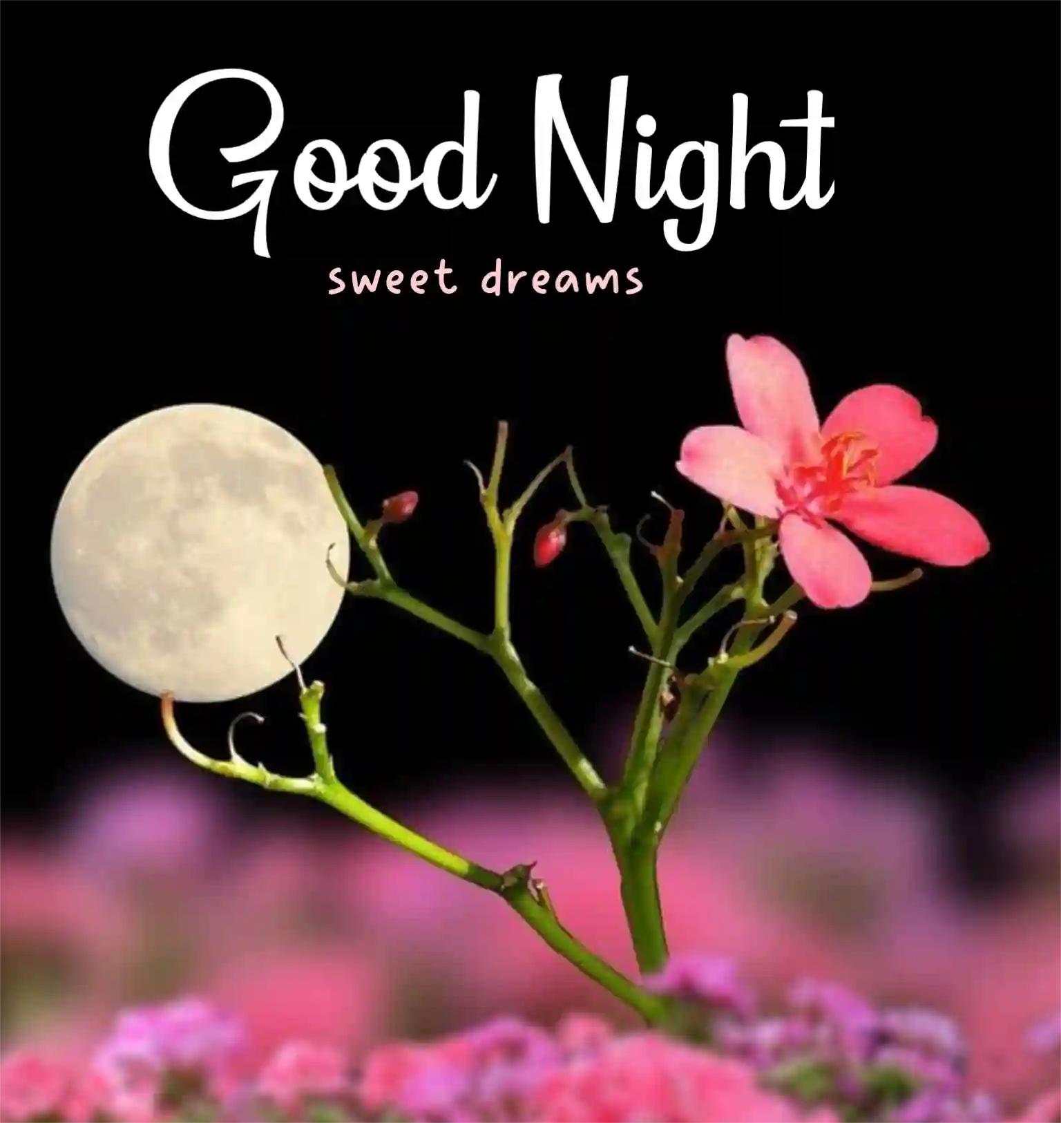 good night images, good night image new, good night pic 12