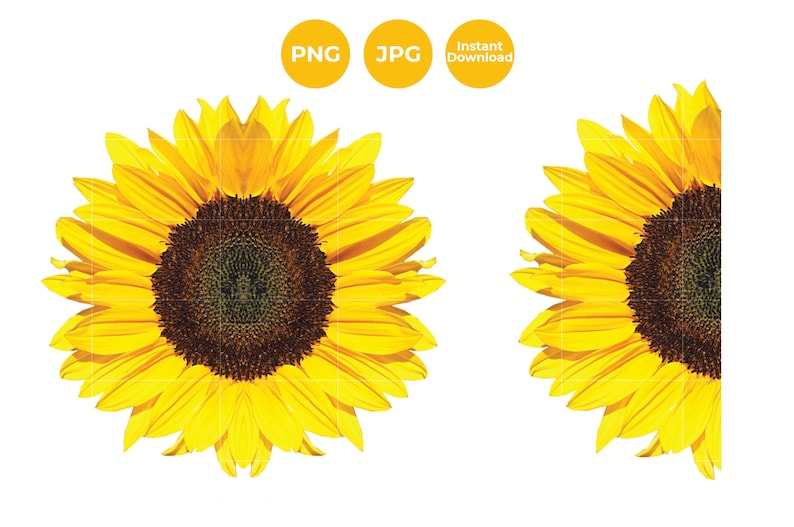 Download Sunflower Svg Bundle Designs For Your Craft Projects ...